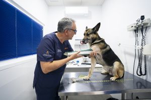 Unavets recurso veterinaria clínica